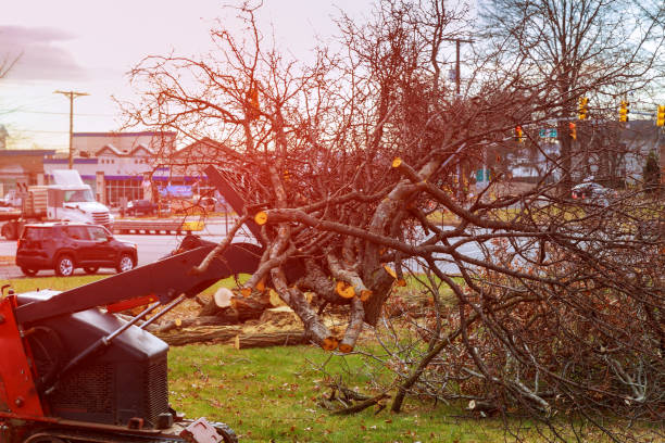 How Our Tree Care Process Works  in  South Zanesville, OH