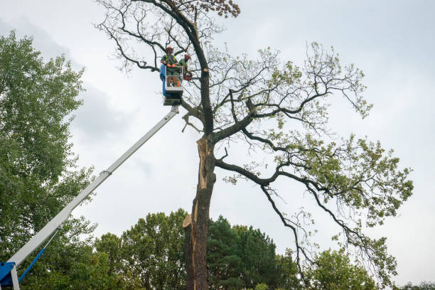 Leaf Removal in South Zanesville, OH